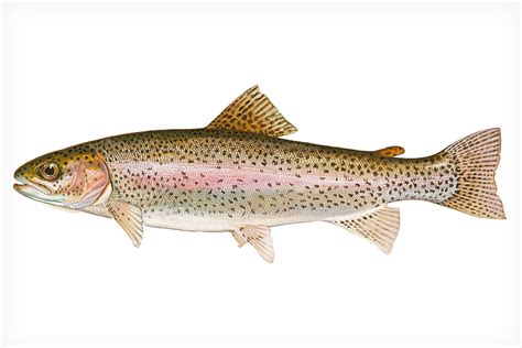 rainbow trout fish